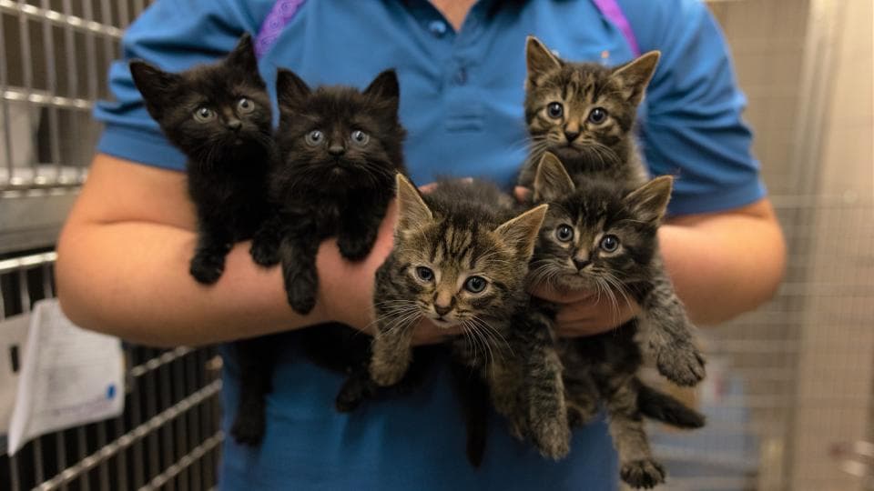 Familie met kittens